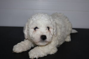 Petland Murfreesboro, Tennessee Bichon Frise puppy available