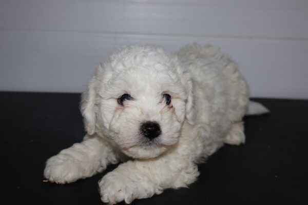 [#262046-02] Tripp - White M Bichon Frise Puppies for Sale