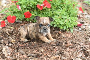 Petland Murfreesboro, Tennessee French Bulldog puppy available