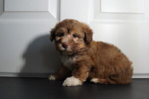 Petland Murfreesboro, Tennessee Havanese puppy available