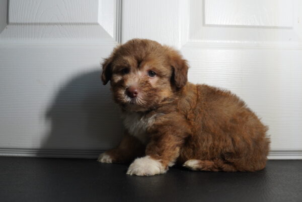 [#262095-02] Shadow - Brown & White M Havanese Puppies for Sale