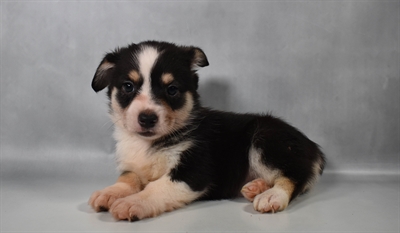 [#N08336]  - Black Tan and White M Auggie Puppies for Sale