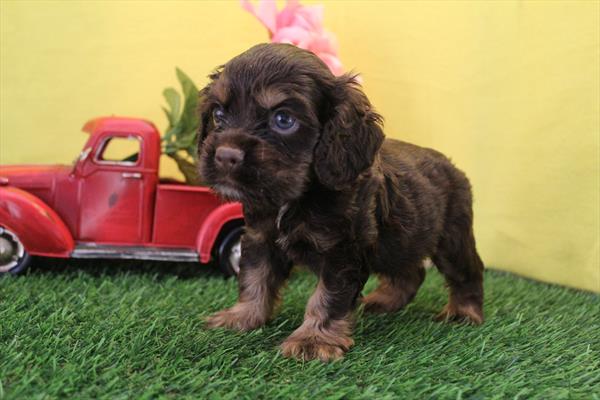 [#261864-03]  - Chocolate / Tan M Cocker Spaniel Puppies for Sale