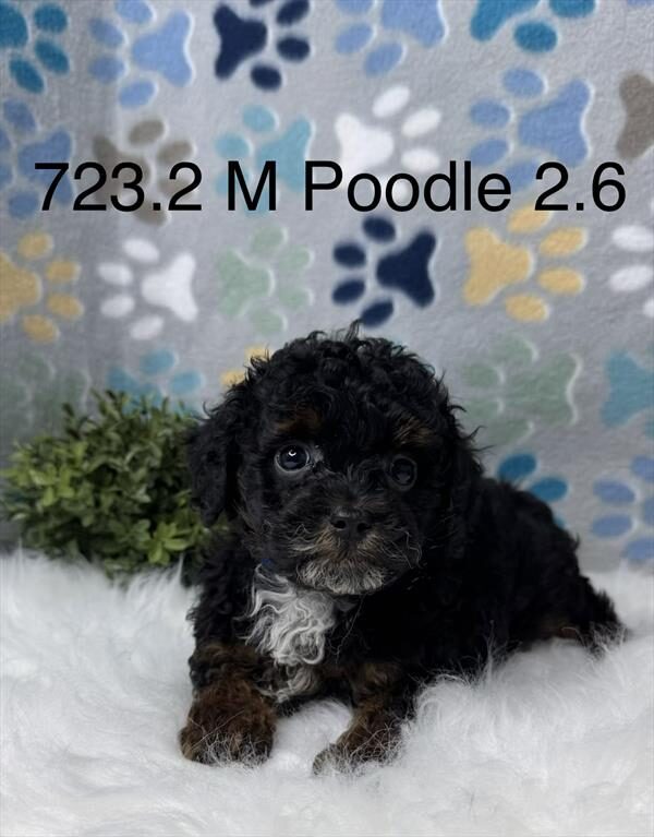 [#261723-02] Gru - Black / Tan M Poodle Mini Puppies for Sale