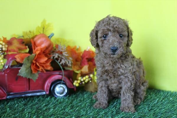 [#262019-04]  - Red F Poodle Puppies for Sale