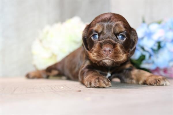 [#262060-01]  - Chocolate / Tan M Cocker Spaniel Puppies for Sale