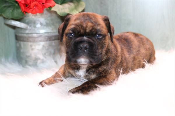 [#262054-03]  - Brindle M Bulldog Mini Puppies for Sale