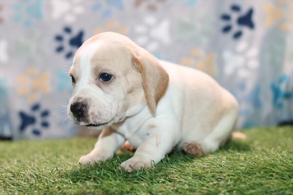 [#261977-05]  - Lemon / White M Beagle Puppies for Sale