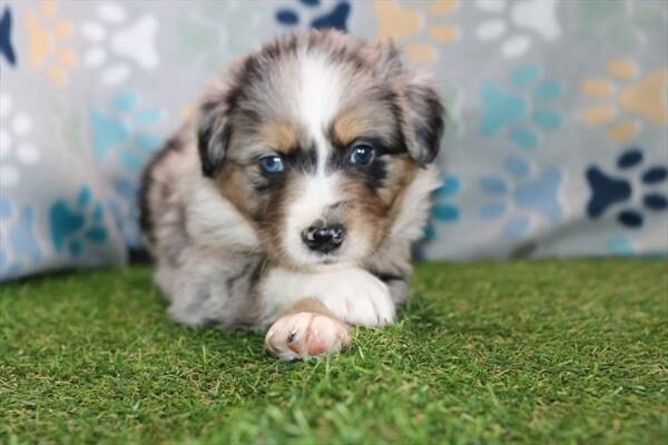 [#26324-11]  - Blue Merle M Australian Shepherd Puppies for Sale