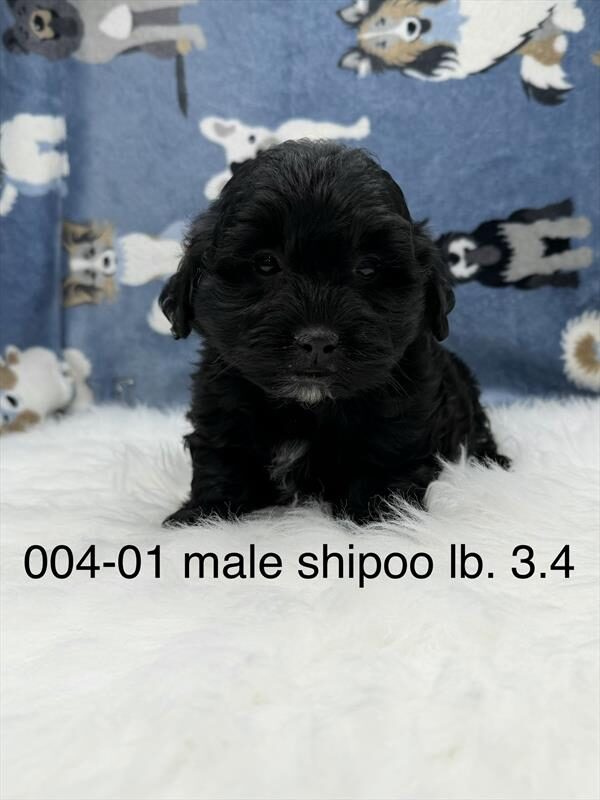 [#262004-01]  - Black M ShihPoo Puppies for Sale
