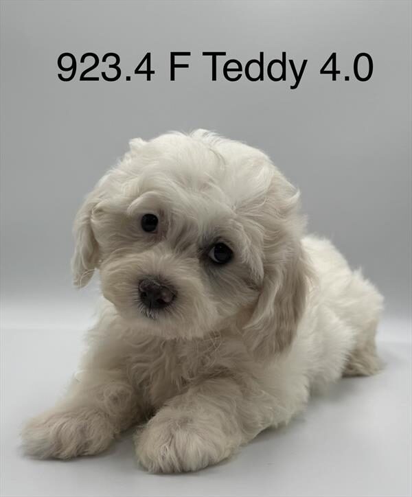 [#261923-04]  - Tan / White F Teddy Bear Puppies for Sale