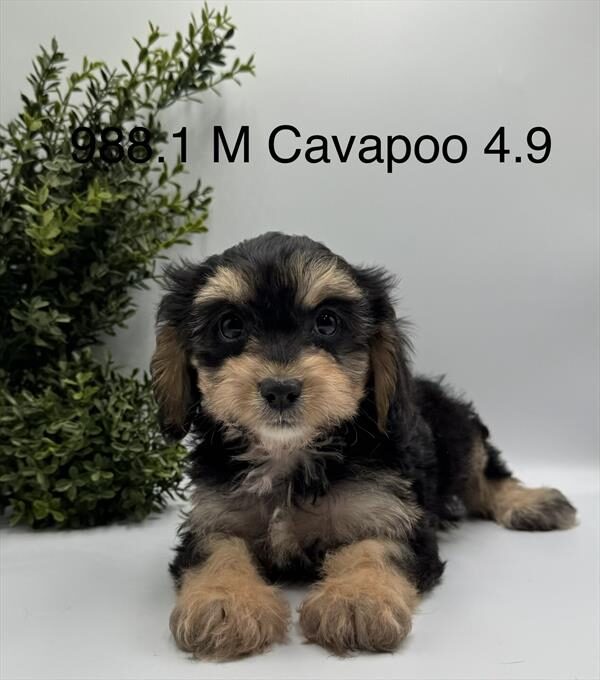 [#261988-01]  - Black / Tan M Cavapoo Puppies for Sale