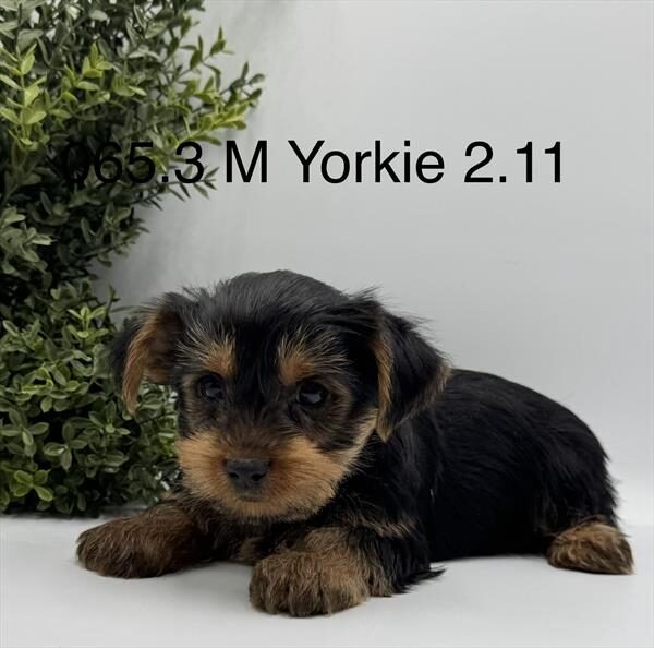 [#262065-03]  - Black / Tan M Yorkshire Terrier Puppies for Sale
