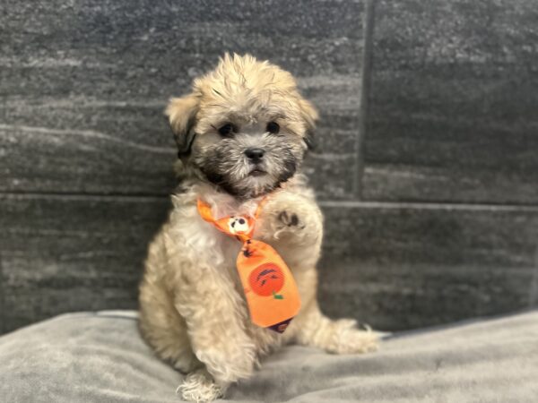 [#262473-02] Walter - Sable M Teddy Bear Puppies for Sale