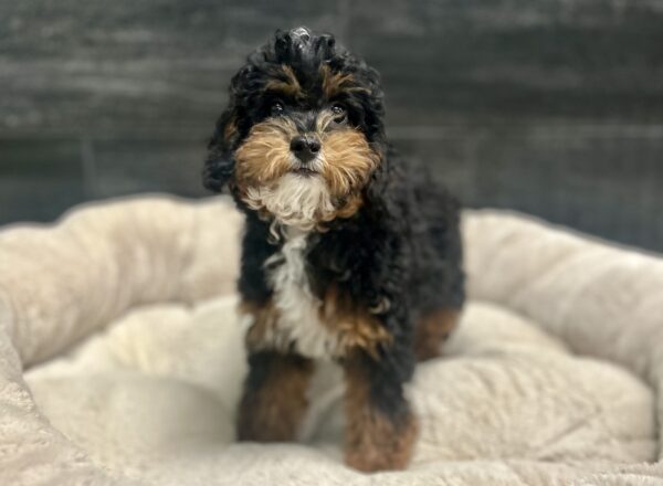 [#2646-04] Meli - Black F Poodle Mini Puppies for Sale