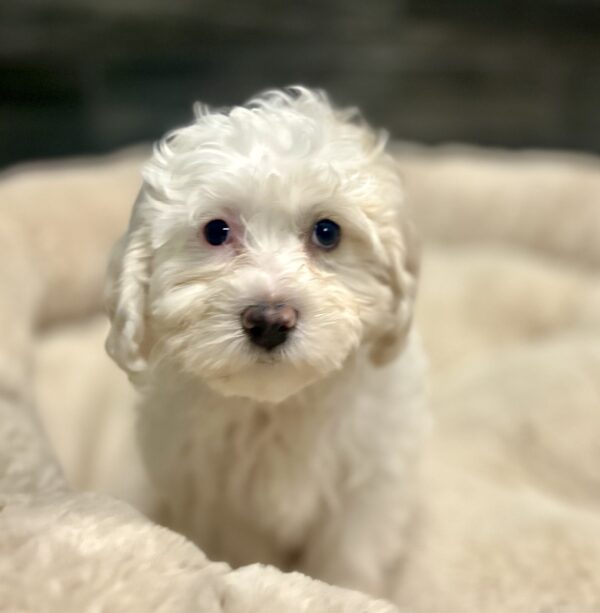 [#261923-04]  - Tan / White F Teddy Bear Puppies for Sale