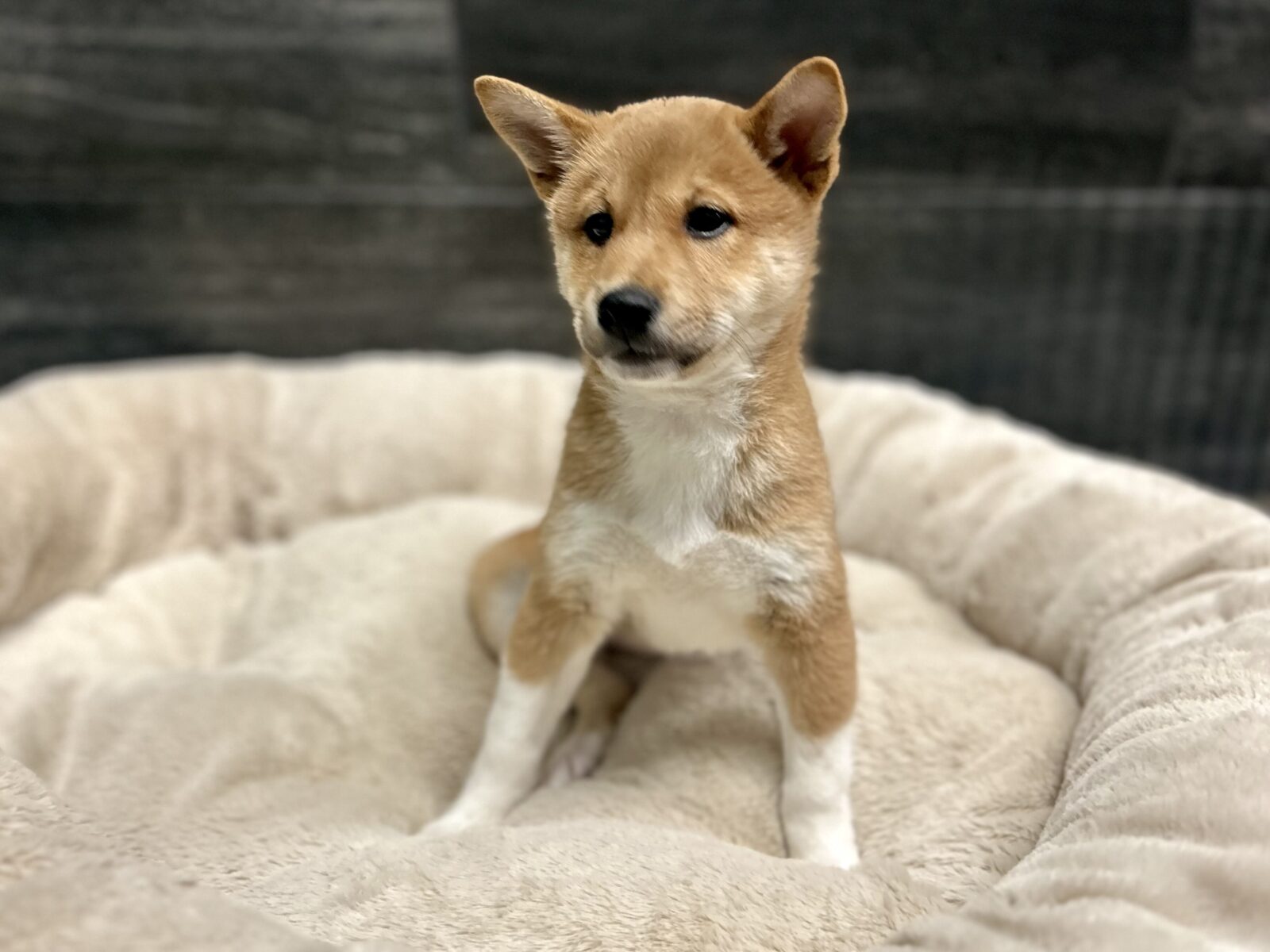 Shiba Inu – 4638