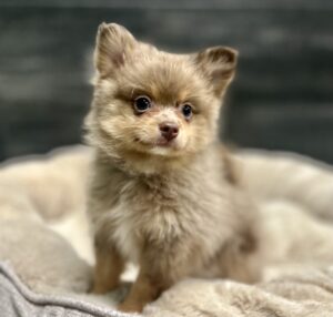 Pomeranian puppy available now