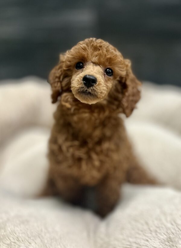 [#262019-04]  - Red F Poodle Puppies for Sale