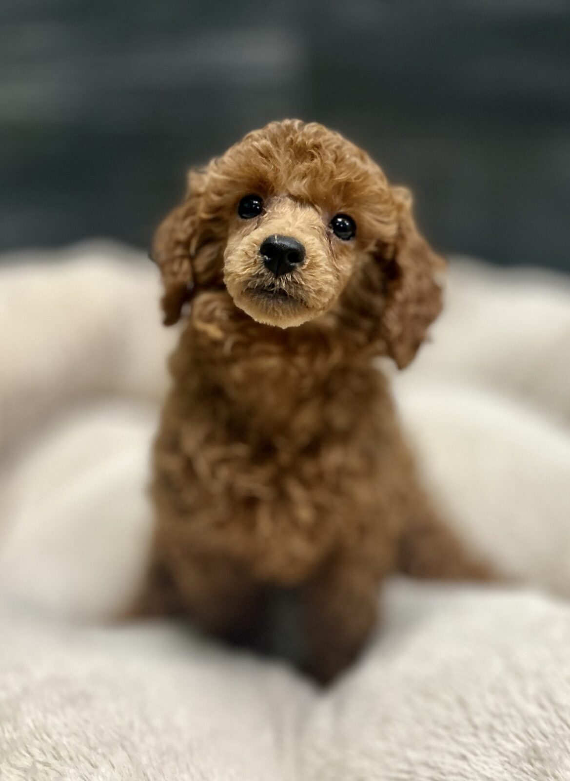 Poodle – 4635