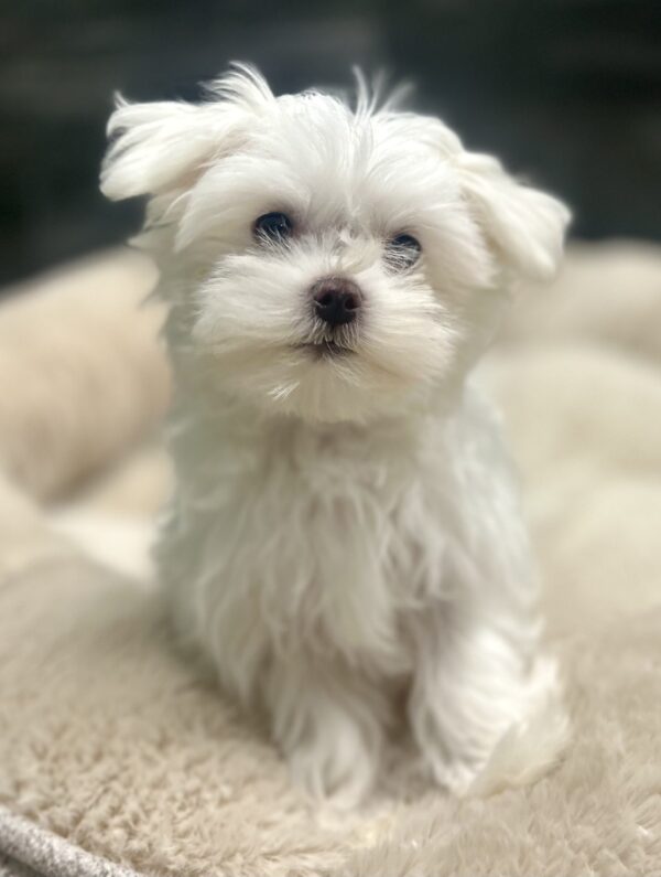 [#262491-02] Samantha - White F Maltese Puppies for Sale