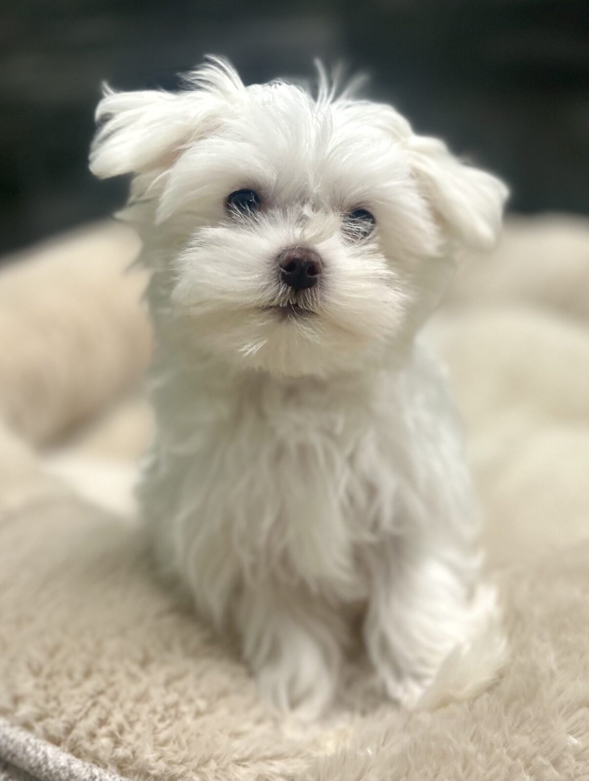 Maltese – 4639