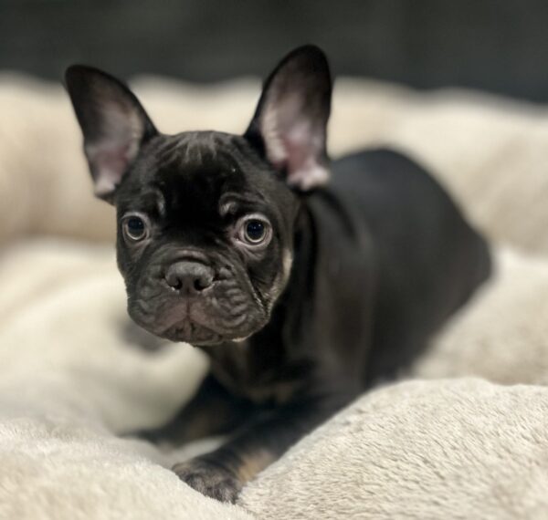 French Bulldog - 4640 photo 1