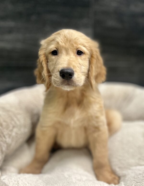 [#2669-01]  - Light Golden M Golden Retriever Puppies for Sale