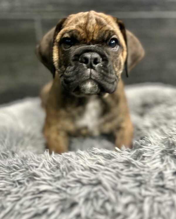 [#262054-03]  - Brindle M Bulldog Mini Puppies for Sale