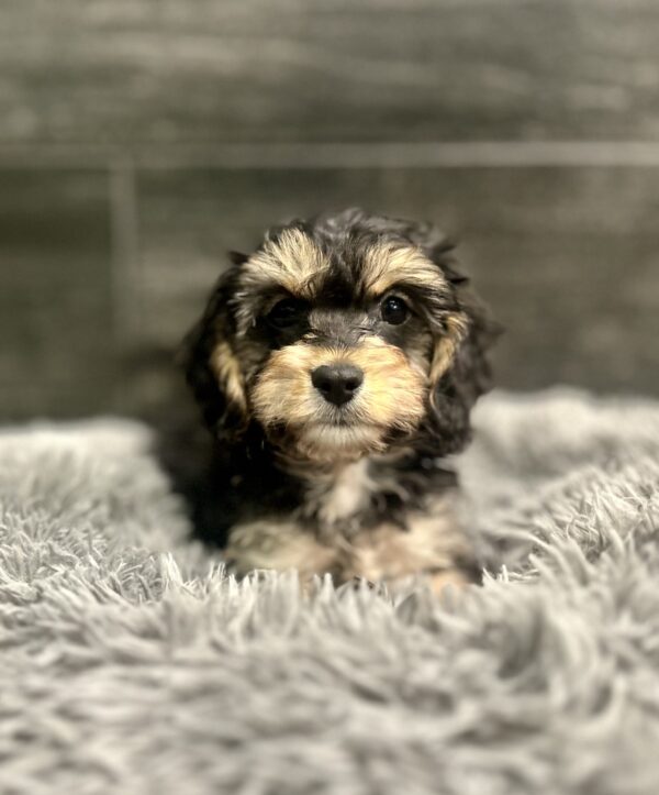 [#261988-01]  - Black / Tan M Cavapoo Puppies for Sale