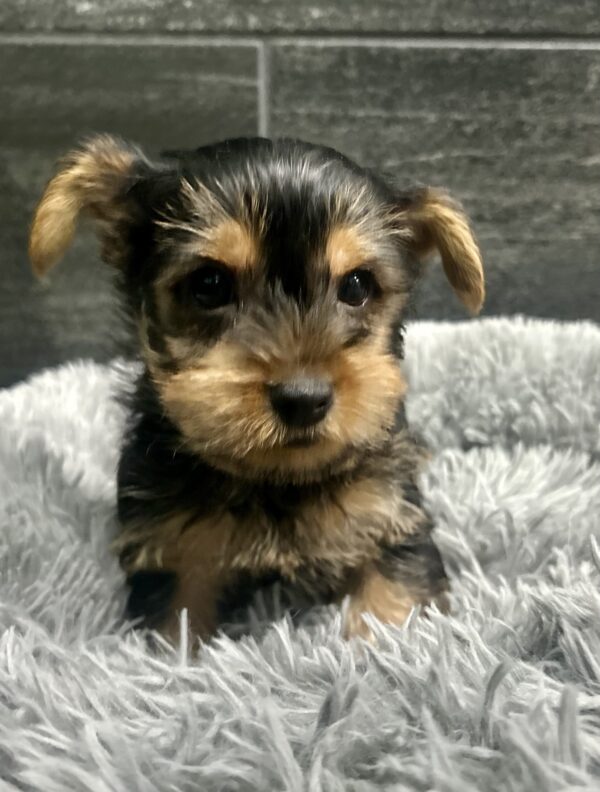 [#262065-03]  - Black / Tan M Yorkshire Terrier Puppies for Sale