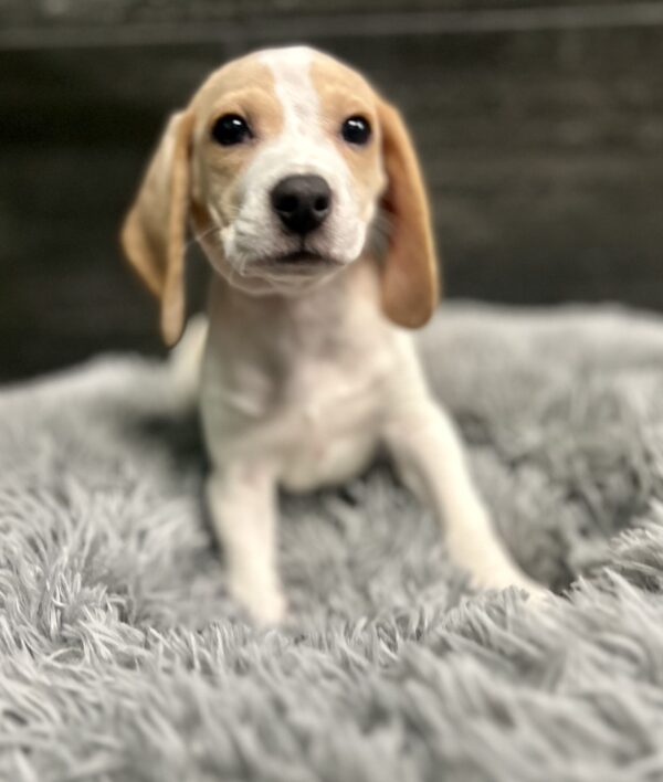 [#261977-05]  - Lemon / White M Beagle Puppies for Sale