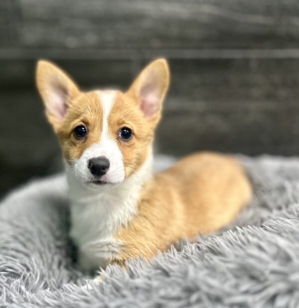 [#262684-03] Hope - Sable & White F Pembroke Welsh Corgi Puppies for Sale