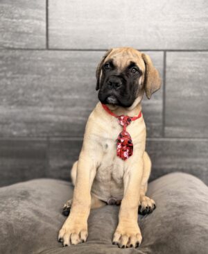 Petland Murfreesboro, Tennessee Bullmastiff puppy available