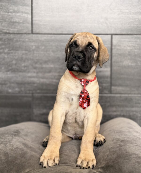 [#262401-05] Dane - Apricot M Bullmastiff Puppies for Sale