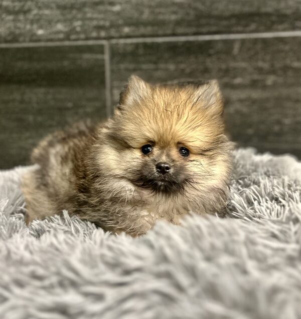 [#262452-02] Loki - Dark Sable M Pomeranian Puppies for Sale