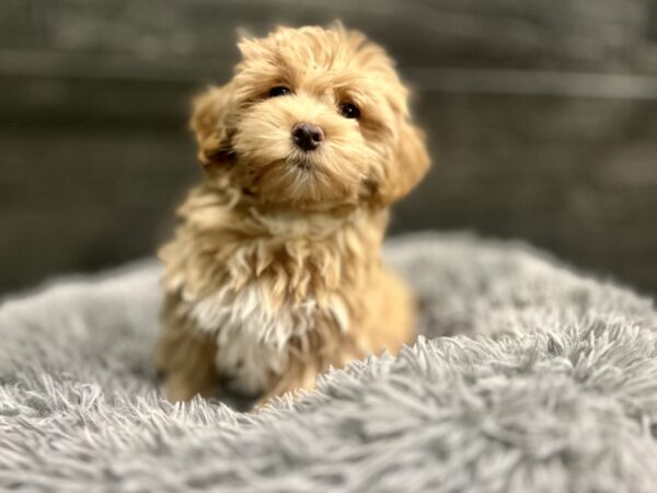 [#L116001-02] Bear - Tan M Maltipoo Puppies for Sale