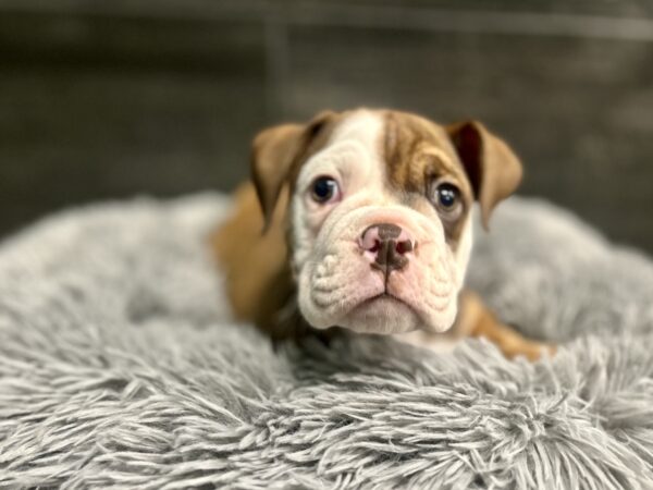 [#L007004-01] Bandit - Red M Victorian Bulldog Puppies for Sale