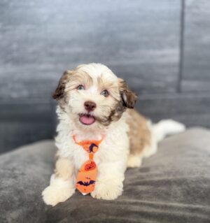Havanese puppy available now