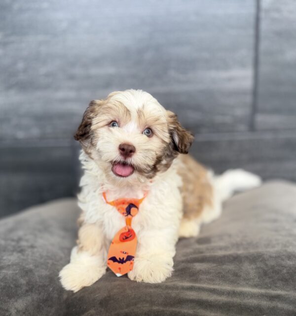 [#262374-01] Tyson - Sable & White M Havanese Puppies for Sale
