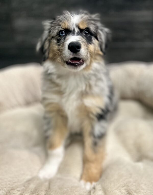 [#26324-11]  - Blue Merle M Australian Shepherd Puppies for Sale