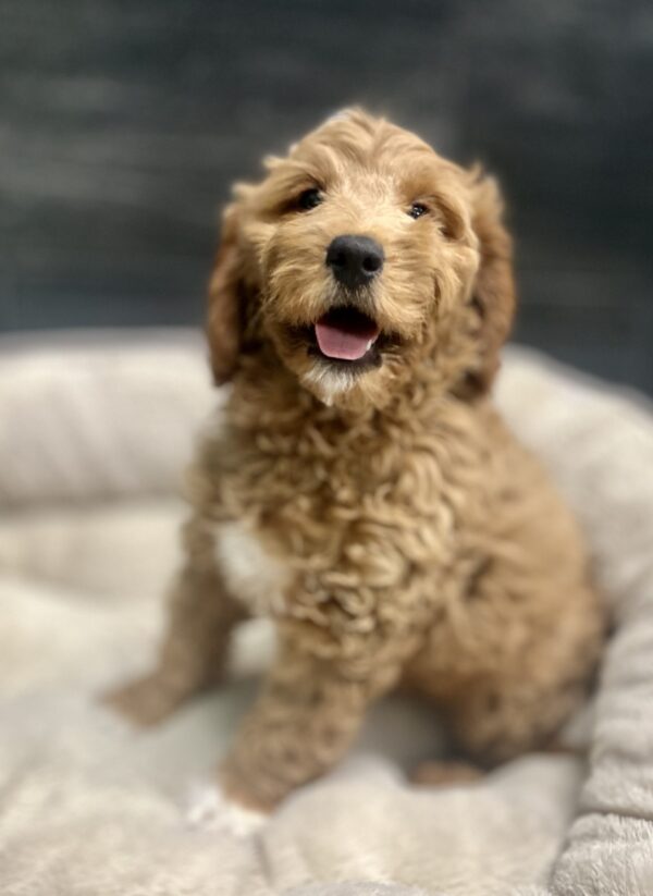 [#262465-06] Lily - Red & White F Mini Goldendoodle 2nd Gen Puppies for Sale