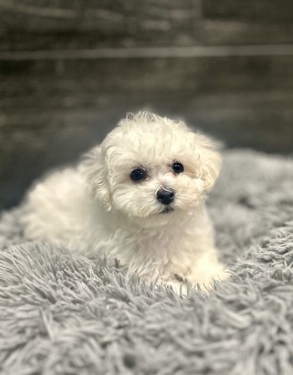 [#262519-04] Hank - White M Bichon Frise Puppies for Sale