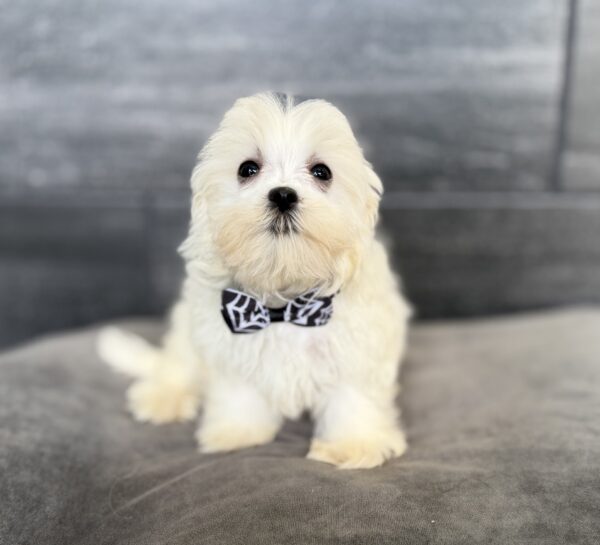 [#262445-04] Porter - White M Maltese Puppies for Sale