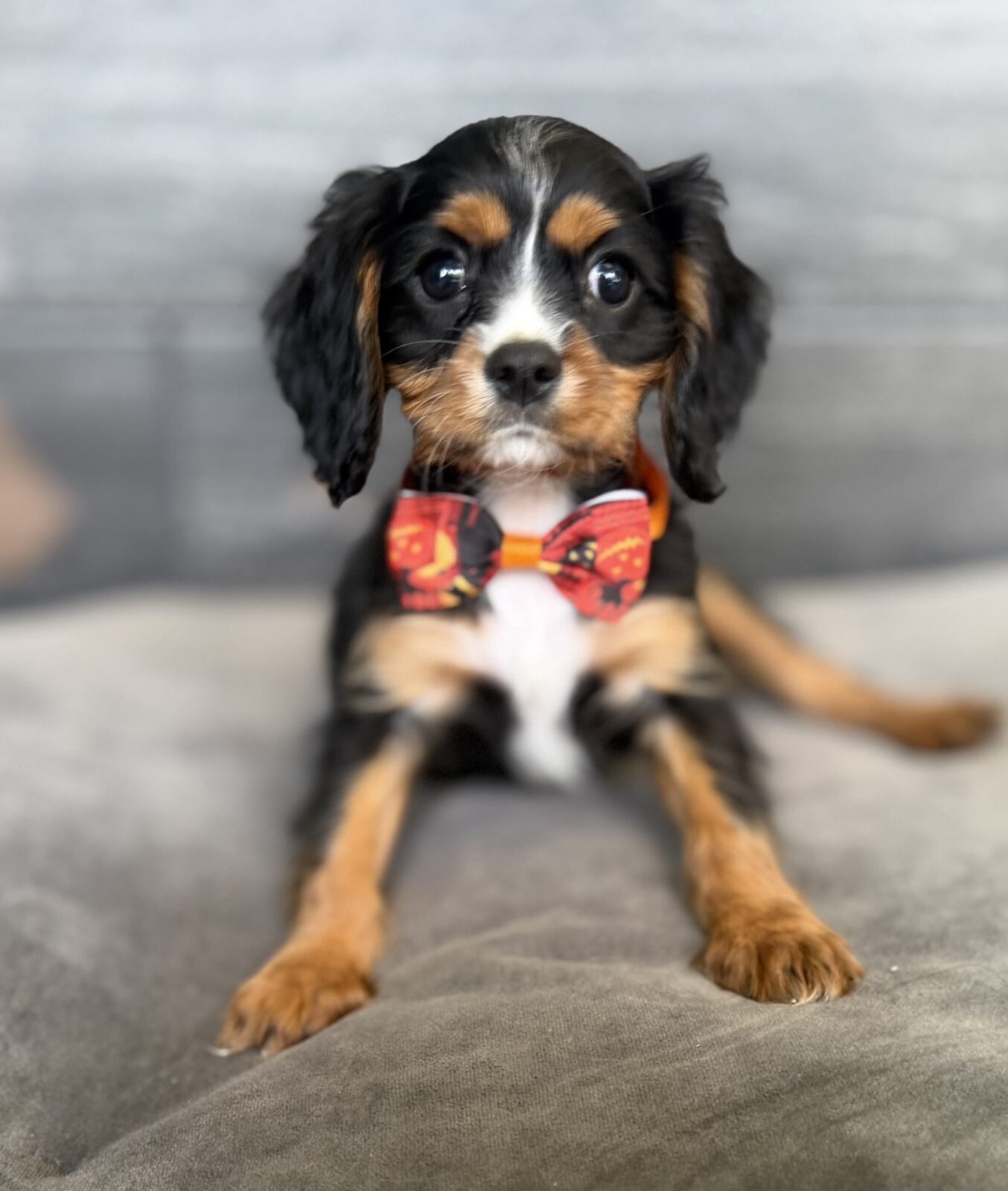 Cavalier King Charles Spaniel- 4629