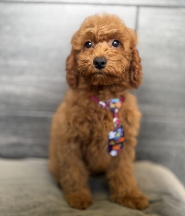 [#262074-02] Dexter - Red M Poodle Puppies for Sale