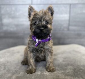 Cairn Terrier puppy available now