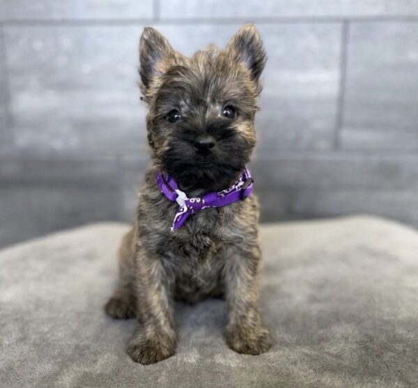 [#261898-01]  - Brown M Cairn Terrier Puppies for Sale