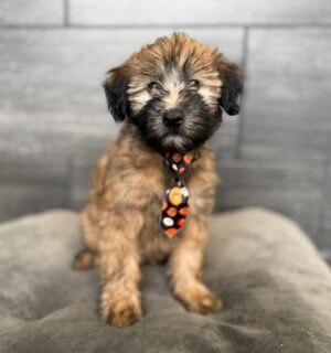 Soft Coated Wheaten Terrier puppy available now