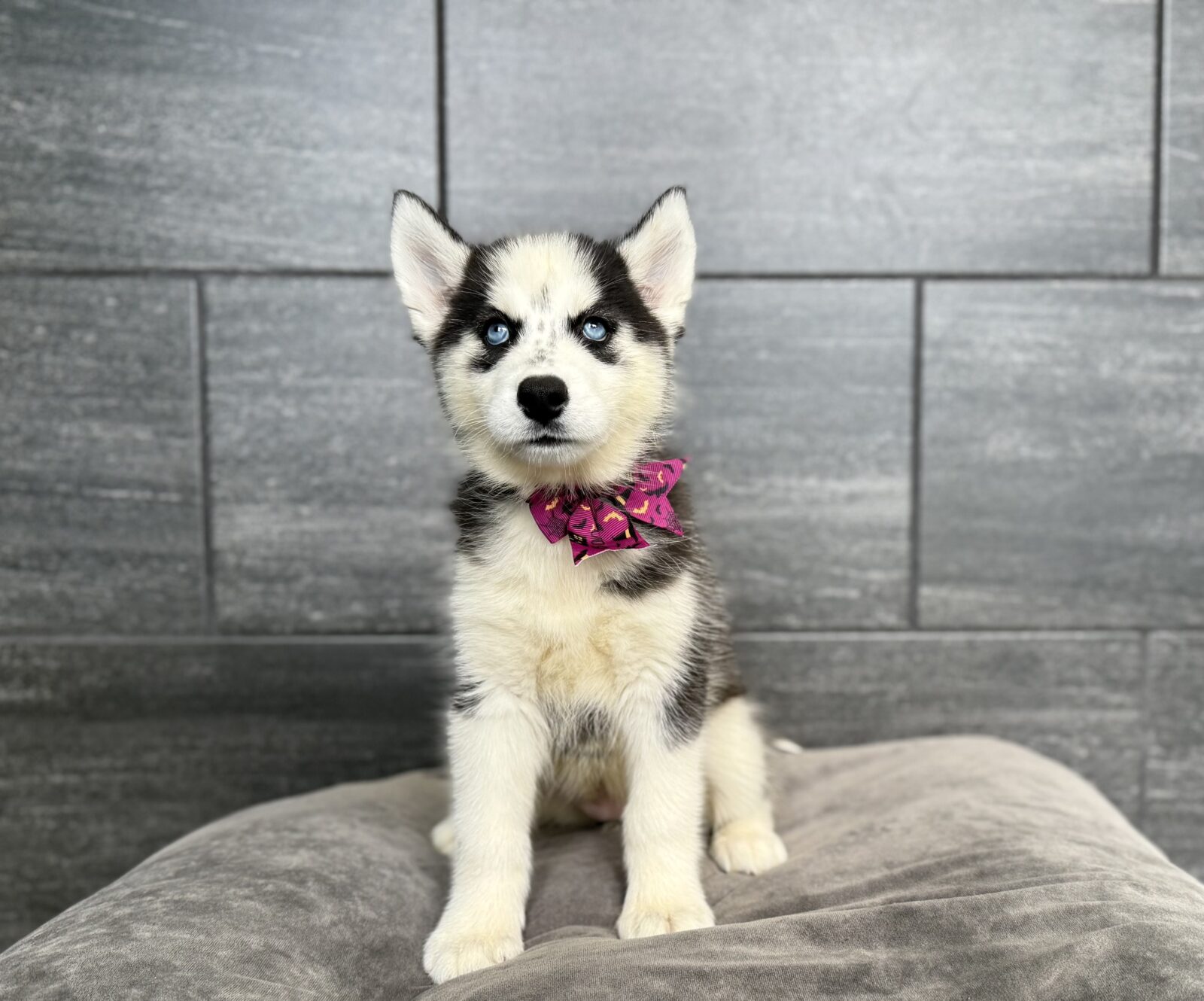 Siberian Husky- 4627
